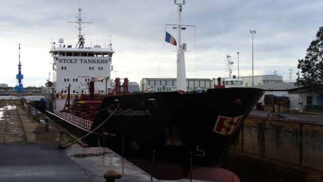 Stolt Guillemot.JPG